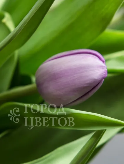 Фиолетовые тюльпаны (Сочи)