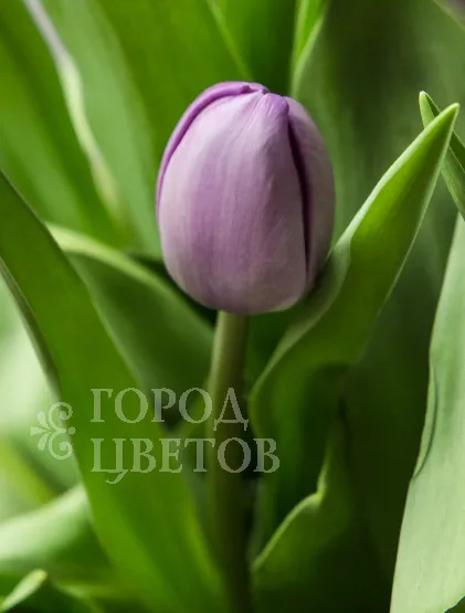 Фиолетовые тюльпаны (Сочи)