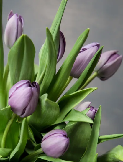 Фиолетовые тюльпаны (Сочи) от интернет-магазина цветов в 