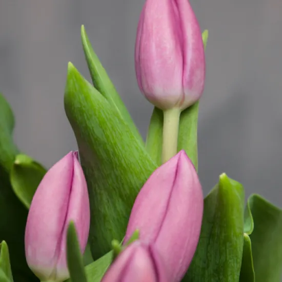 Розовые тюльпаны (Сочи) от интернет-магазина цветов в 