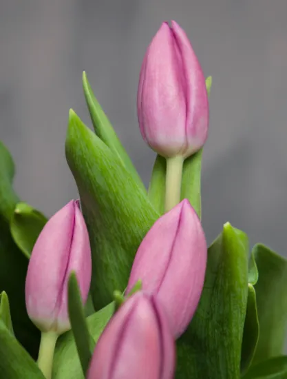 Розовые тюльпаны (Сочи) от интернет-магазина цветов в 