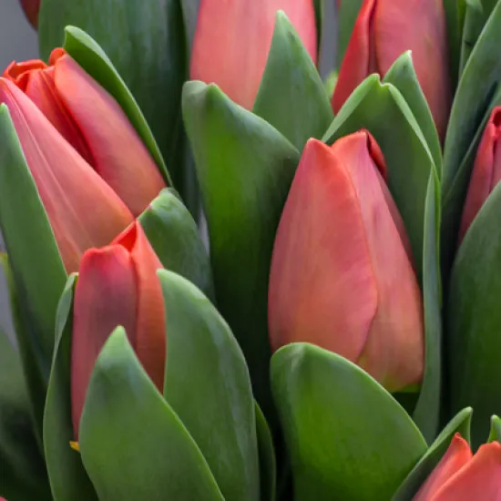 Красные тюльпаны (Сочи) от интернет-магазина цветов в 