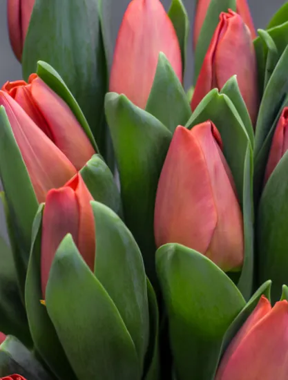 Красные тюльпаны (Сочи) от интернет-магазина цветов в 