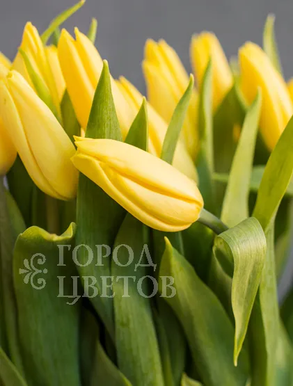 Желтые тюльпаны (Сочи)