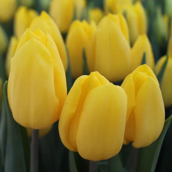Желтые тюльпаны (Сочи) от интернет-магазина цветов в 
