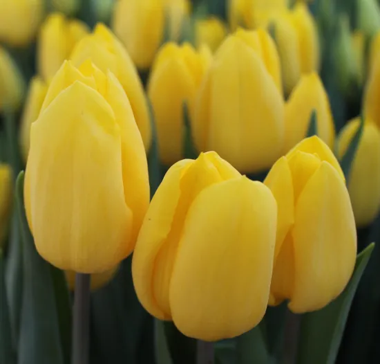 Желтые тюльпаны (Сочи) от интернет-магазина цветов в 