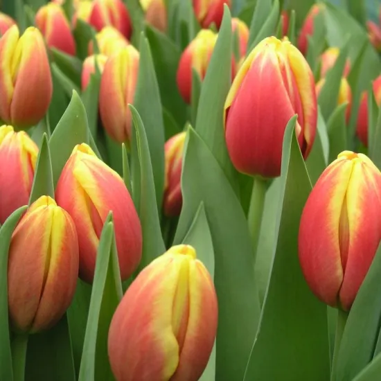 Красно-желтые тюльпаны (Сочи) от интернет-магазина цветов в 