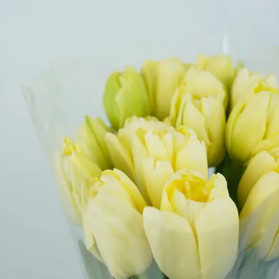 Тюльпан Dancing Queen (Пионовидный) от интернет-магазина цветов в 