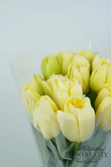 Тюльпан Dancing Queen (Пионовидный) от интернет-магазина цветов в 