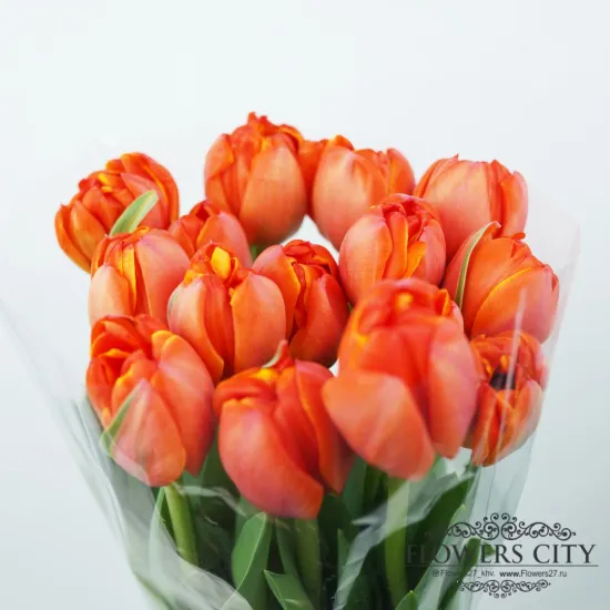 Тюльпан Hermitage-tulip (Пионовидный) от интернет-магазина цветов в 