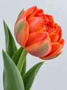 Тюльпан Hermitage-tulip (Пионовидный)