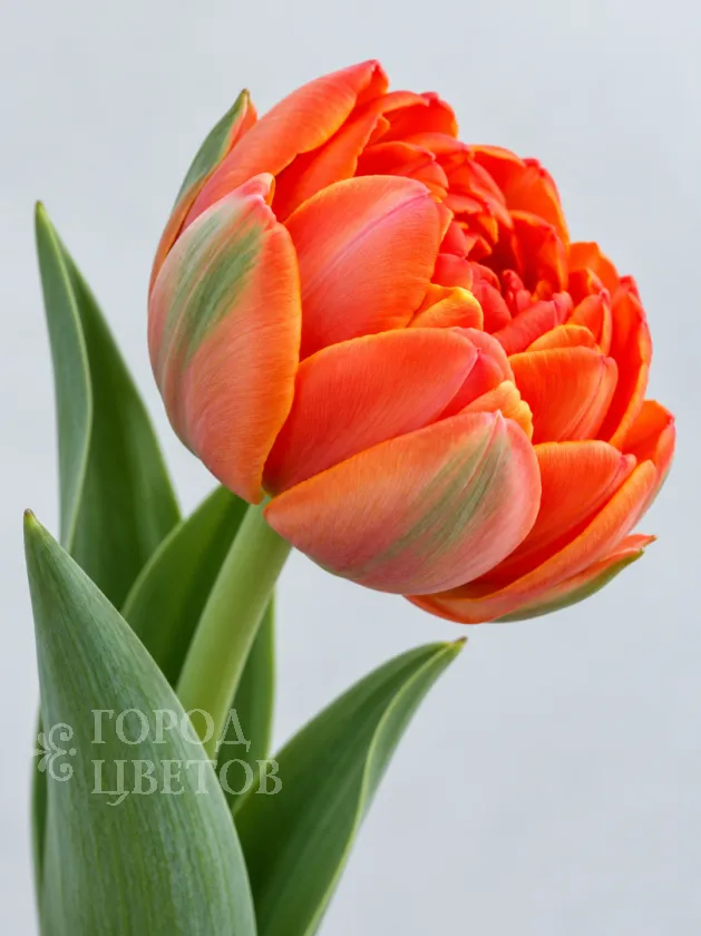 Тюльпан Hermitage-tulip (Пионовидный)