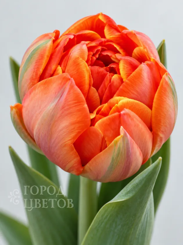 Тюльпан Hermitage-tulip (Пионовидный)
