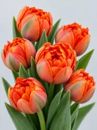 Тюльпан Hermitage-tulip (Пионовидный)