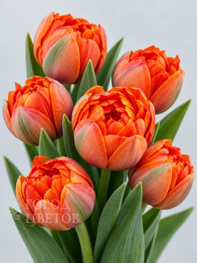 Тюльпан Hermitage-tulip (Пионовидный)