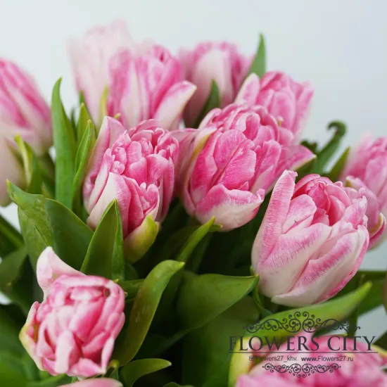 Тюльпан Columbus (Пионовидный) от интернет-магазина цветов в 