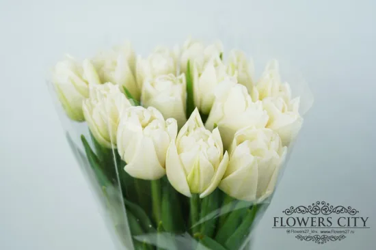 Тюльпан Маунт Такома (Пионовидный) от интернет-магазина цветов в 