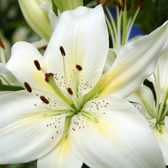 Белые лилии от интернет-магазина цветов в 