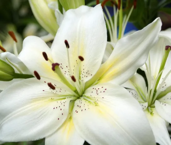 Белые лилии от интернет-магазина цветов в 