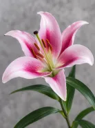 Лилия розовая (Pink Oriental Lily)