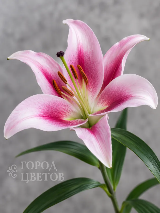 Лилия розовая (Pink Oriental Lily)