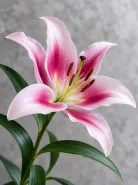 Лилия розовая (Pink Oriental Lily)