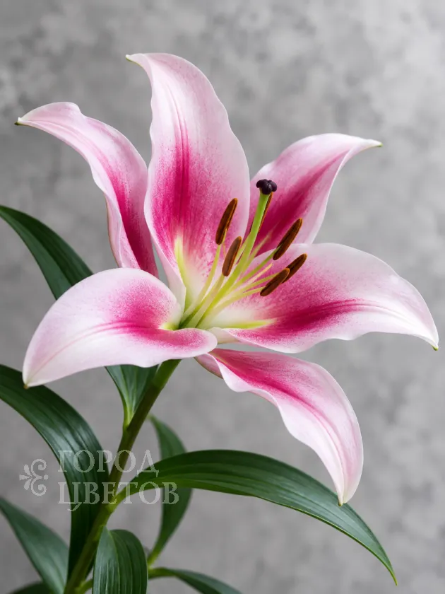 Лилия розовая (Pink Oriental Lily)
