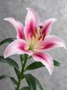 Лилия розовая (Pink Oriental Lily)