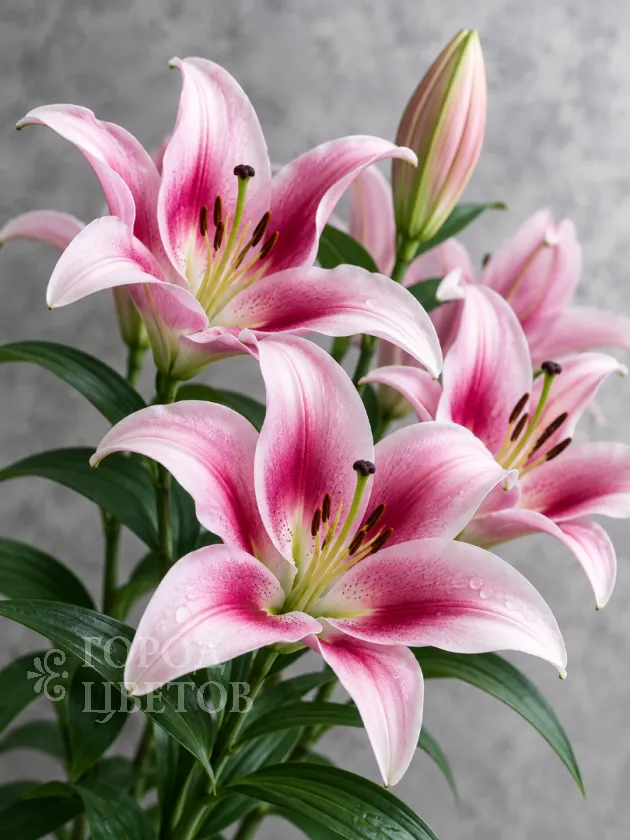 Лилия розовая (Pink Oriental Lily)