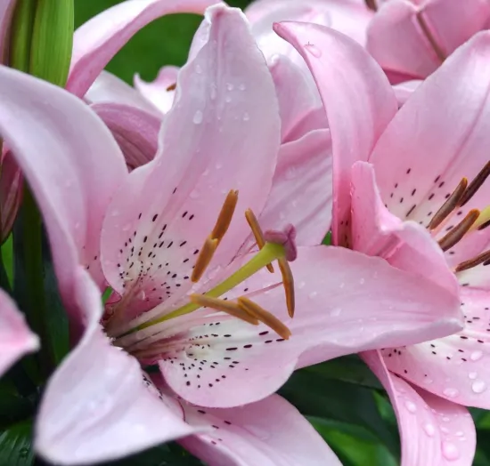 Розовые лилии от интернет-магазина цветов в 