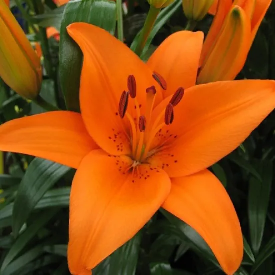 Оранжевая лилия (азиатская) от интернет-магазина цветов в 