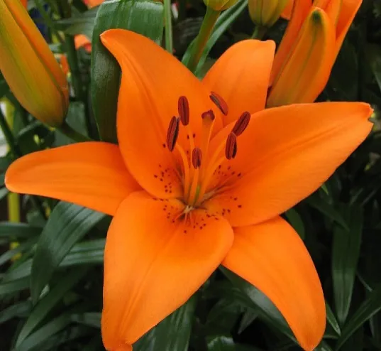 Оранжевая лилия (азиатская) от интернет-магазина цветов в 