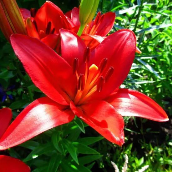 Красная лилия (азиатская) от интернет-магазина цветов в 