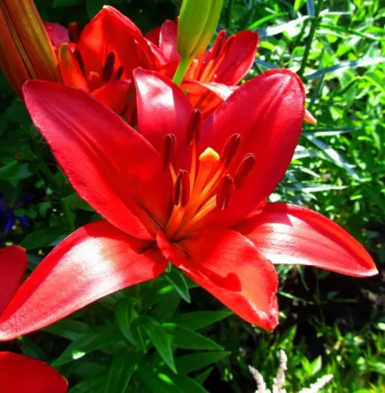 Красная лилия (азиатская) от интернет-магазина цветов в 