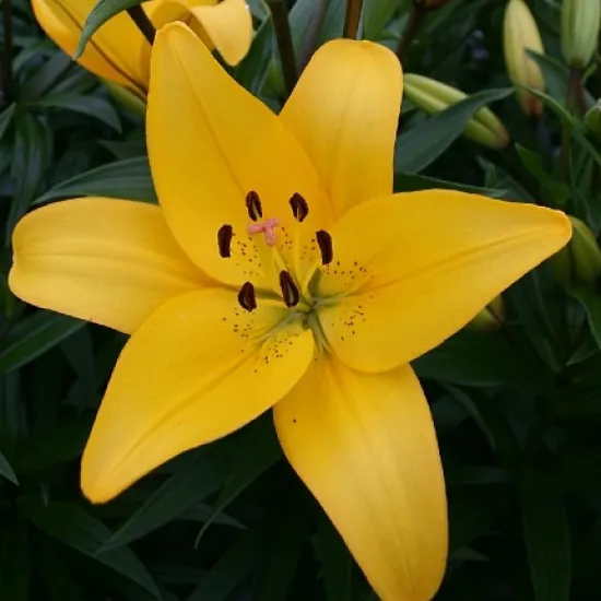 Желтая лилия (азиатская) от интернет-магазина цветов в 