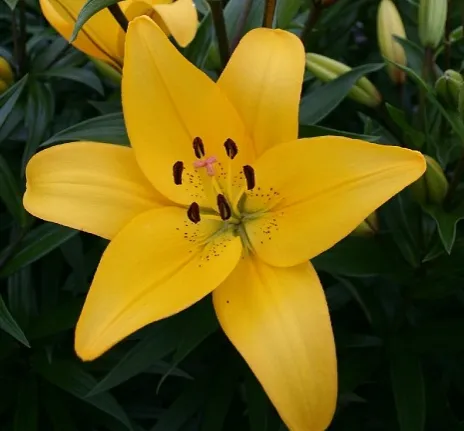 Желтая лилия (азиатская) от интернет-магазина цветов в 