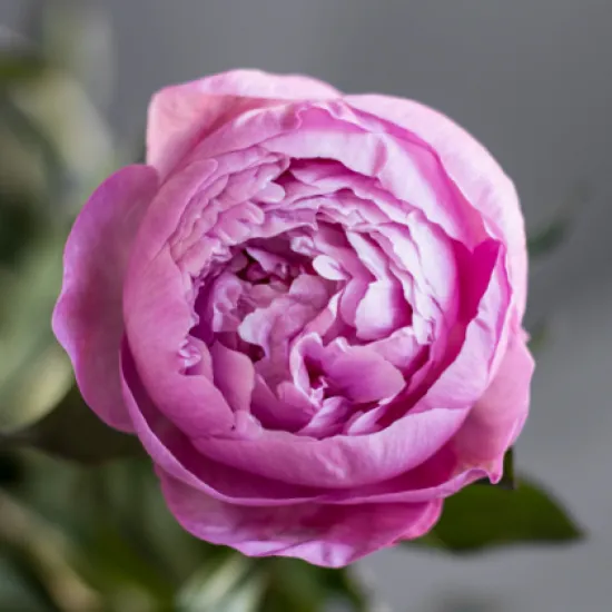 Пион Dr Alexander Fleming от интернет-магазина цветов в 