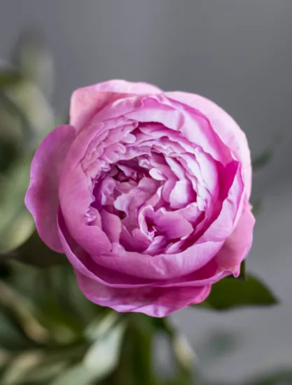 Пион Dr Alexander Fleming от интернет-магазина цветов в 