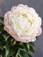 Пион Gardenia (Гардения)