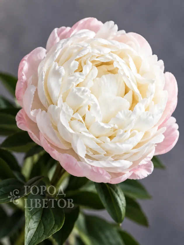 Пион Gardenia (Гардения)