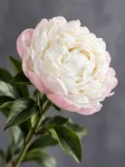 Пион Gardenia (Гардения)