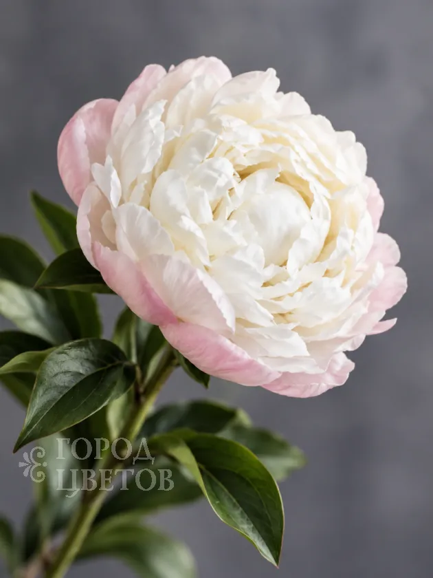 Пион Gardenia (Гардения)