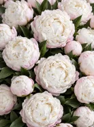 Пион Gardenia (Гардения)