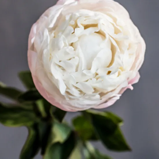 Пион Gardenia от интернет-магазина цветов в 