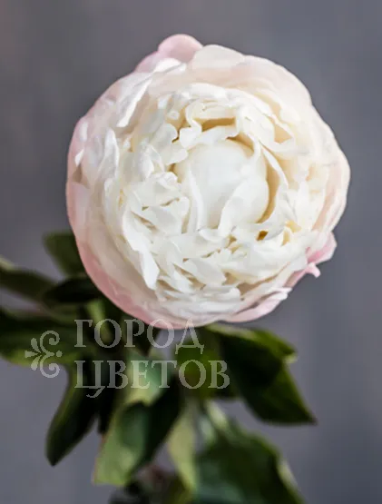 Пион Gardenia
