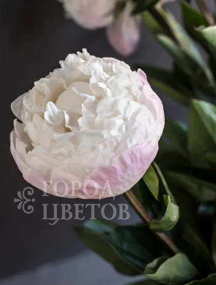 Пион Gardenia