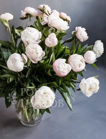 Пион Gardenia