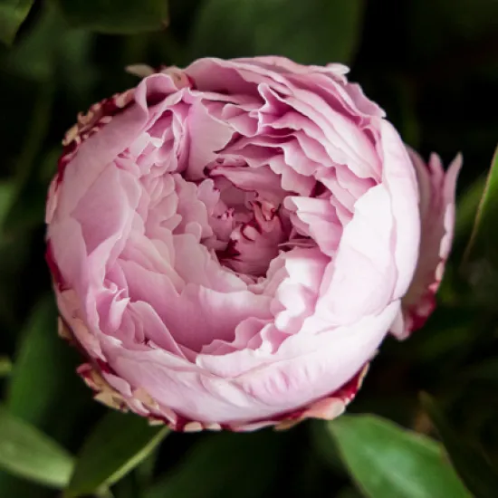 Пион Sarah Bernhardt от интернет-магазина цветов в 