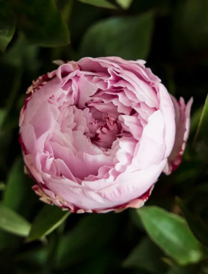 Пион Sarah Bernhardt от интернет-магазина цветов в 