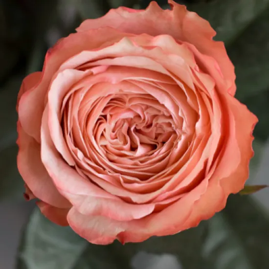 Пионовидная Роза Kahala от интернет-магазина цветов в 